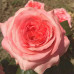 Троянда ч/г Ноблес клас А - оптом