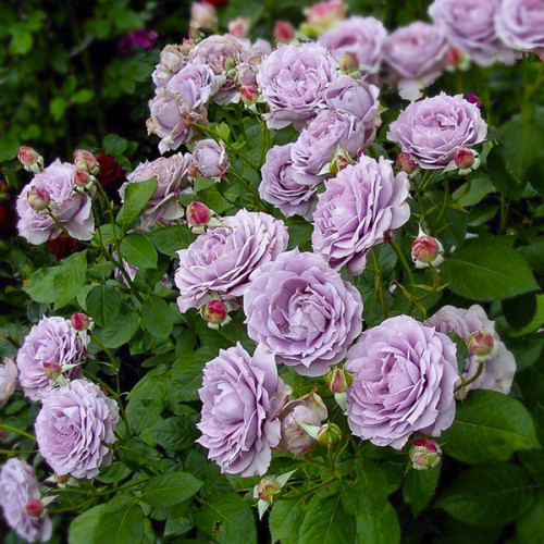 Роза плетистая Голубая (RoseLuxe Poland)