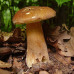 Білий гриб сітчастий 50 г (міцелій грибів) - оптом