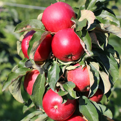 Уход за колоновидными яблонями: главные секреты