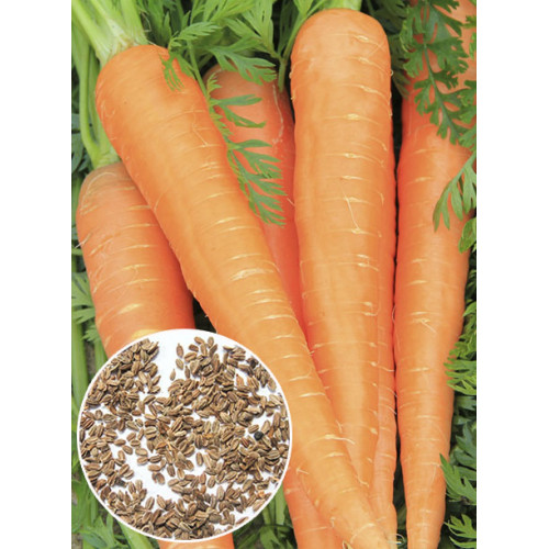 Морква Роте Різн вагова (насіння) 1 кг