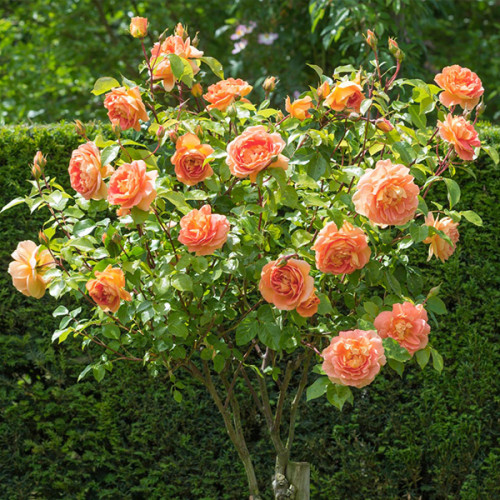 Троянда штамбова Tantau Бельведер (Belvedere) 1 прививка