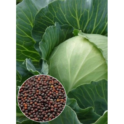 Капуста Украинская осень весовая (семена) 1 кг