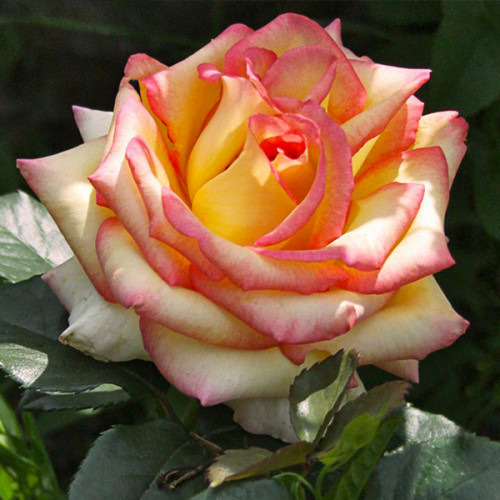 Роза крупноцветковая Желто-красная (RoseLuxe Poland)