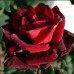 Троянда штамбова Tantau Баркароле (Barcarole) 1 прививка - оптом