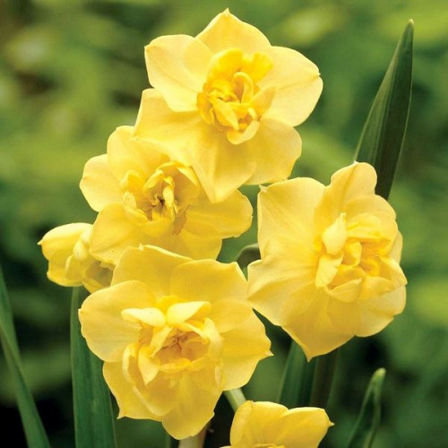 Нарцисс многоцветковый Yellow Cherfulness 12/14 (каперс 3 шт)