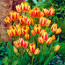 Тюльпан Багатоквітковий Colour Spectacle 10/11 - оптом