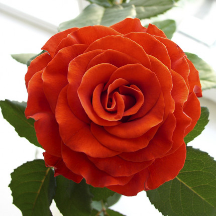 Роза крупноцветковая Оранжевая (RoseLuxe Poland)