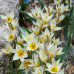 Тюльпан Ботанический Turkestanica 5/+ - оптом