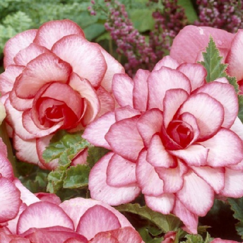 Бегонія Бутон троянди