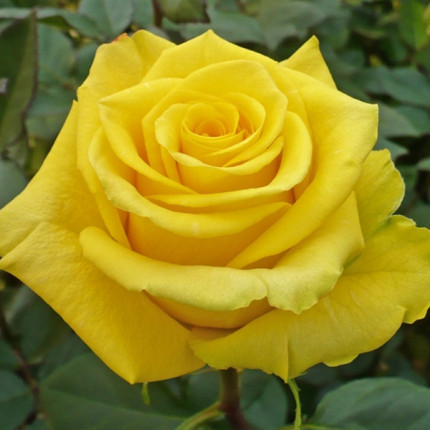 Роза крупноцветковая Желтая (RoseLuxe Poland)