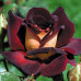 Троянда штамбова Едді Мітчел 2 прививки - оптом