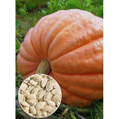Гарбуз Стофунтовка ваговий (насіння) 1 кг