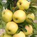 Яблуня колоновидна Медок 1 клас - оптом