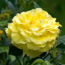 Троянда штамбова Tantau Ліхткенігін Лючія (Lichtkonigin Lucia) 2 прививки - оптом