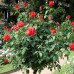 Троянда штамбова Корвет 2 прививки - оптом