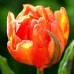 Тюльпан махровый Monte Orange (DET) 11/12 - оптом