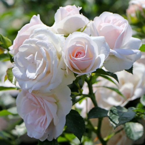 Троянда штамбова Tantau Аспирин Розе (Aspirin Rose) 1 прививка