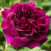 Троянда штамбова Дарсі Бассел 1 прививка - оптом