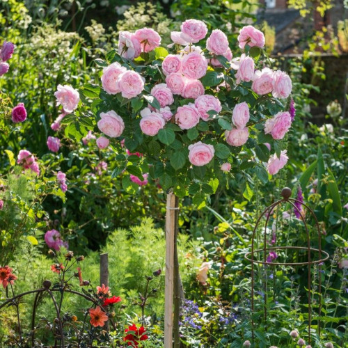 Троянда штамбова Tantau Гартентраум (Gartentraume) 2 прививки