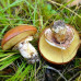 Маслята звичайні 50 г (міцелій грибів) - оптом