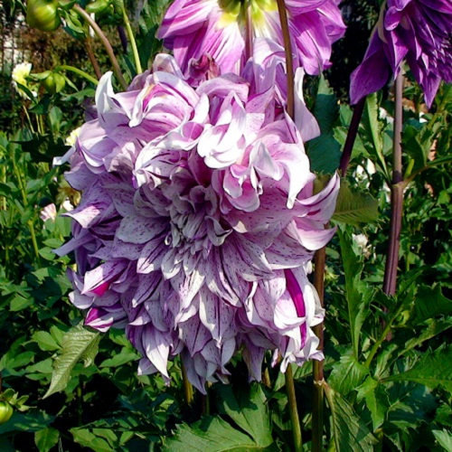 Жоржина з гігантською квіткою Bristol Stripe