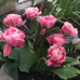 Тюльпан Махровый + Многоцветковый Sweet Amy 11/12 - оптом