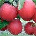 Яблуня Гала маст 1 клас - оптом