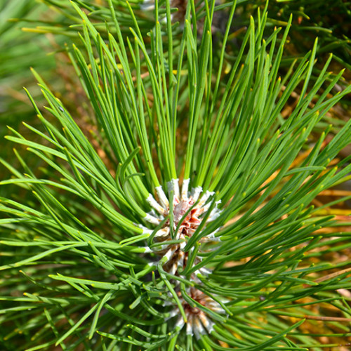 Сосна звичайна (Pinus sylvestris L.) (контейнер 2 л)