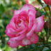 Роза штамбовая Шарика - Асма 2 привики - оптом