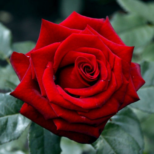 Троянда штамбова Tantau Блек Меджік(Black Magic) 1 прививка