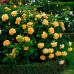 Троянда англійська плетиста Голден Селебрейшн (Golden Celebration) клас АА - оптом