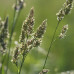 Трава багаторічна високоросла Грястиця (уп.полиэтилен) 1 кг - оптом