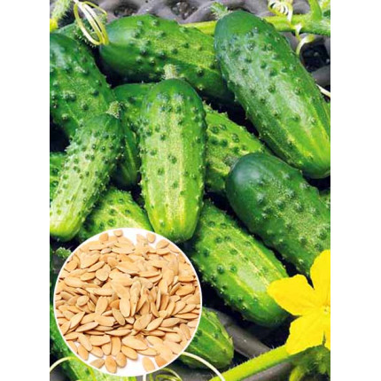 Огірок Журавльонок f1 ваговий (насіння) 1 кг