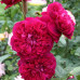 Троянда штамбова Кінг Артур 2 прививки - оптом