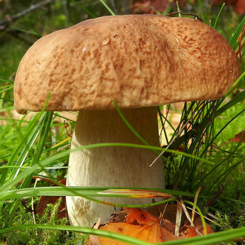 Белый гриб березовый 50 г (мицелий грибов)