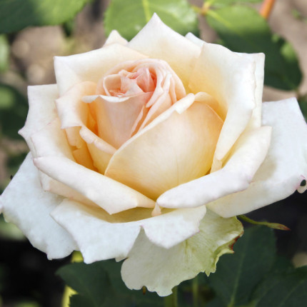 Роза крупноцветковая Кремовая (RoseLuxe Poland)