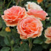Троянда штамбова Tantau Ашрам 2 прививки - оптом