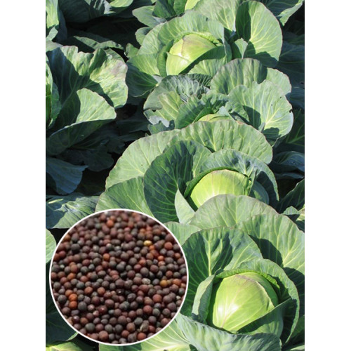 Капуста Амагер вагова (насіння) 1 кг
