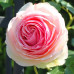 Роза английская плетистая Эден Роуз (Eden Rose) класс АА - оптом