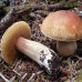 Білий гриб березовий 50 г (міцелій грибів) - оптом