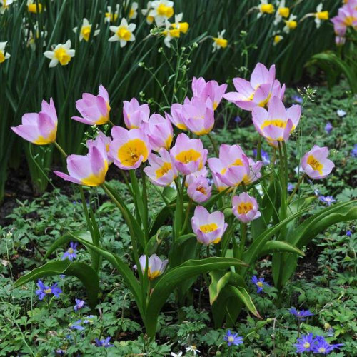 Тюльпан Ботанический Lilac Wonder 5/+