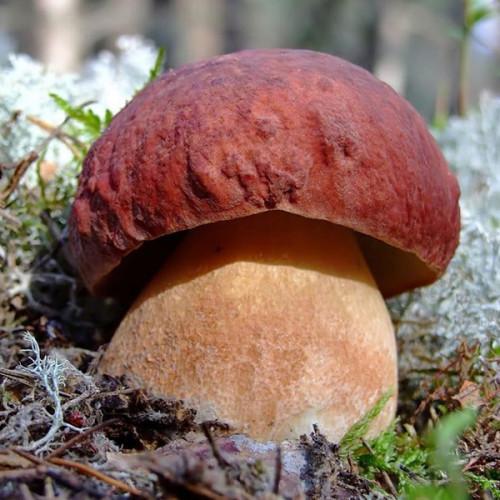 Белый гриб сосновый 50 г (мицелий грибов)