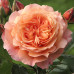 Троянда штамбова Tantau Бельведер (Belvedere) 1 прививка - оптом
