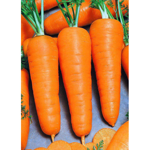 Морква Болтекс вагова (насіння) 1 кг