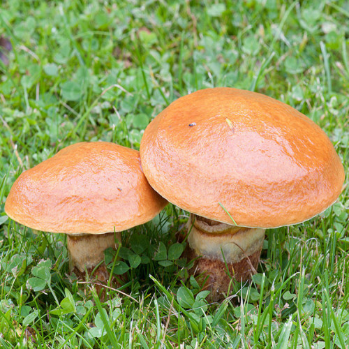 Масленок обыкновенный 50 г (мицелий грибов)
