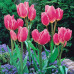 Тюльпан Многоцветковый Happy Family 12+ - оптом