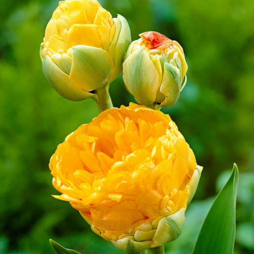 Тюльпан Махровый + Многоцветковый Double Beauty of Apeldoorn 10/11