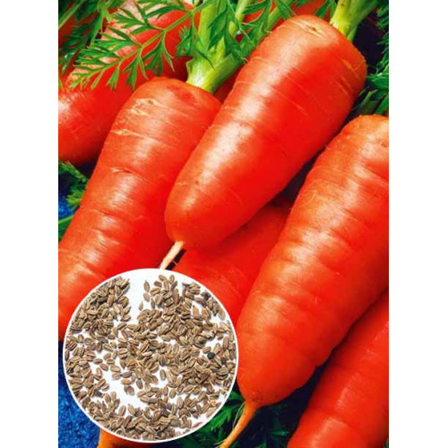 Морковь Аленка весовая (семена) 1 кг