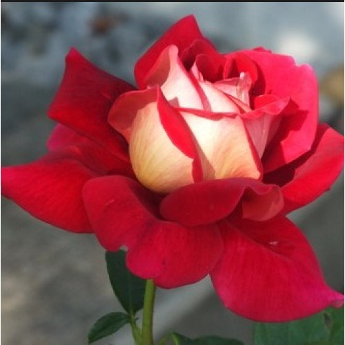 Троянда штамбова Кроненбург 2 прививки